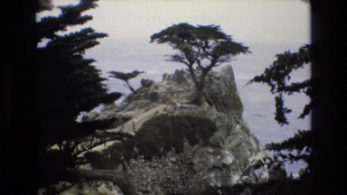 1965: trees on a mountain CENTRAL COAST CALIFORNIA