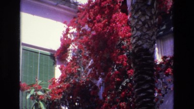 1969: The Wall Fully Covered with Flowers and Palm Tree, Spain