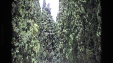 1969: When Trees Try to Take Over the Highway, Spain