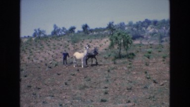 1969: a man is standing beside black and white horses in the dry land SPAIN