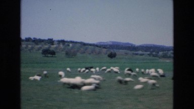 1969: sheep herd grazing in pasture SPAIN