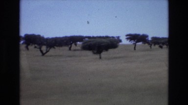 1972: Driving Past an Orchard in Portugal on a Summer Day