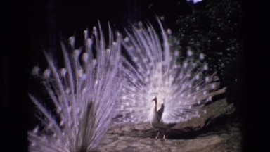 1972: beautiful peacocks with white feathers dancing opened eyes PORTUGAL