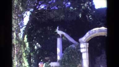 1972: peacock sitting on top of column in a garden PORTUGAL
