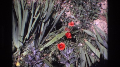 1972: bushy plant with green fleshy leaves and red flowers PORTUGAL