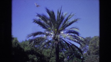 1972: Palm Tree with White Birds Flying Near Park Spain