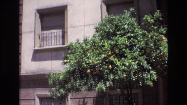 1972: short tree with green rich leaves and yellow ripened fruits