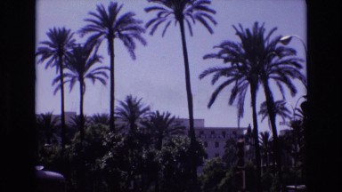 1972: Palm Trees in Florida Over a Busy Street of Traffic