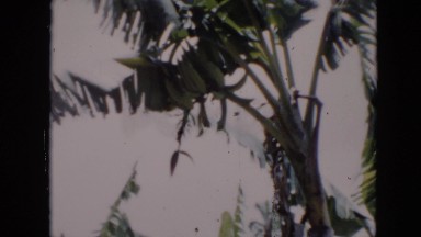 1956: wind trees moving leaves unique weather CUBA