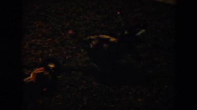 1956: cocks fighting in a dirt floor arena CUBA