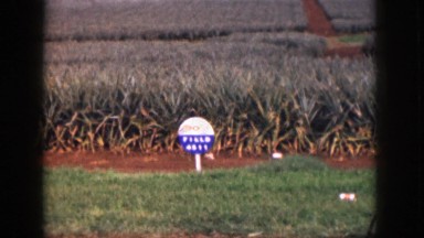1961: a red, white and blue sign in front of a large farm HAWAII