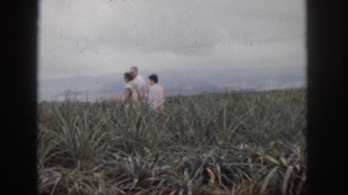 1961: family standing near field road cars going long grasses plants HAWAII
