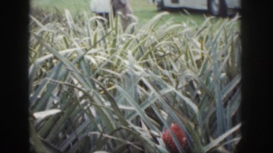 1961: hidden beauty in the tall grass near a group of friends. HAWAII