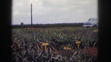 1961: a landscape with flowering plants cultivated and a car remains parked