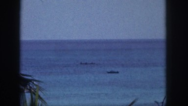 1961: palm tree in front of the ocean HAWAII
