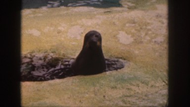 1961: seal being fed fish near shore in water takes food swims off away