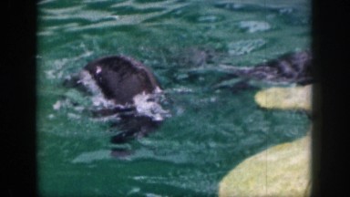 1961: otters manically swimming and jumping about looking at camera HAWAII