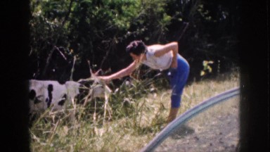 1961: woman pets a cow HAWAII