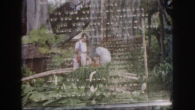 1961: family seen distant reflection tree area HAWAII