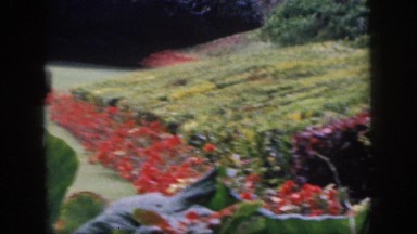 1961: man takes video footage of beautiful park HAWAII