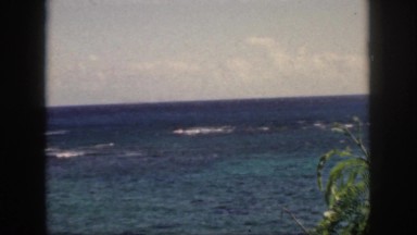 1961: beach breeze ruffles palm tree leaves in front of a tropical ocean