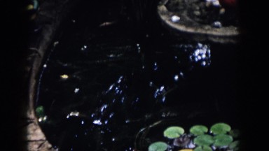 1958: birds at a fountain DAYTON OHIO