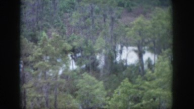 1958: tall green trees all around forest area beautiful weather greenery around