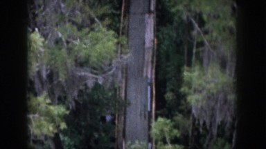 1958: trees huge forest view zoom in lovely DAYTON OHIO