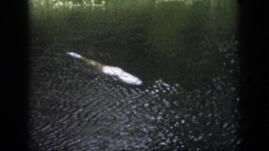 1958: someone is throwing stones on a crocodile lying in the water DAYTON OHIO