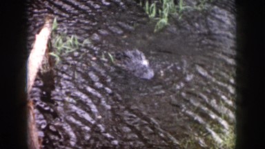 1958: an alligator sits motionless in moving water near shore as food is thrown