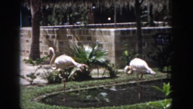 1958: Pink Flamingos Resting at Private Pond in New Orleans Park or Zoo