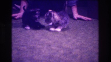 Kittens Playing on Wooden Floors in Medford New Jersey