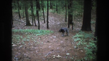 1975: Dog Walking Through the Forest in Baxter Maine