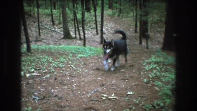 1975: a black stout dog is walking through the forest BAXTER MAINE