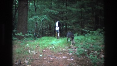 1975: husky and puppy go explore the woods BAXTER MAINE