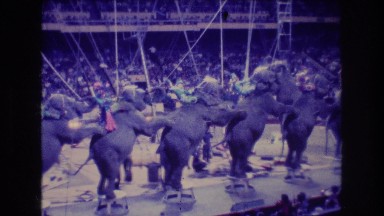 1974: An Amazingly Performing Elephant in the Circus Ring of Boston
