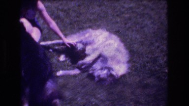 1976: beloved dog gathering affection from its owners happily MT BROMLEY VERMONT