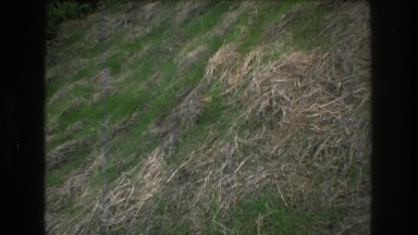 1976: two irrigation canals in a forest MT BROMLEY VERMONT