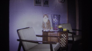 1966: cat sitting on table HOBOKEN NEW JERSEY