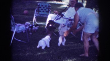 1962: numerous poodles showing off while walking on hind legs BLAINSPORT