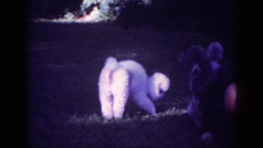 1962: woman playing fetch with poodles on the lawn in the shade