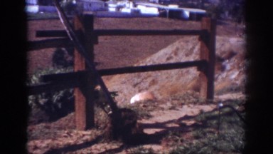 1962: man in shorts with no shirt on smoking a cigarette does yard work