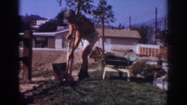 1962: a shirtless man in shorts using a shovel to plant a tree BLAINSPORT