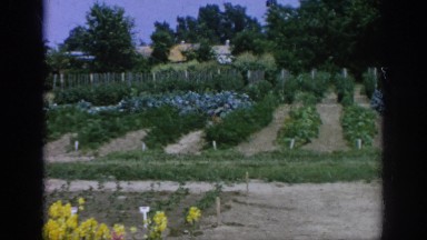 1962: viewing of a well taken care of garden. BLAINSPORT PENNSYLVANIA