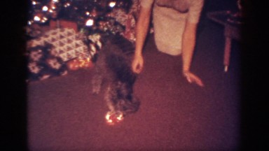 1962: puppy excited to open first present for holiday BLAINSPORT PENNSYLVANIA