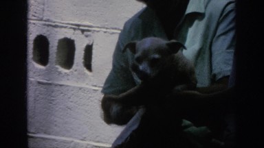 1962: a man holding a small dog and drying him off BLAINSPORT PENNSYLVANIA