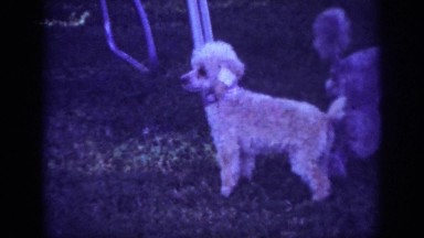 1962: dogs with people playing in a yard BLAINSPORT PENNSYLVANIA