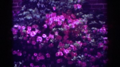1962: a man standing on the front porch with a pink azalea bush