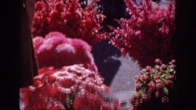 1967: family and flowers. OKLAHOMA