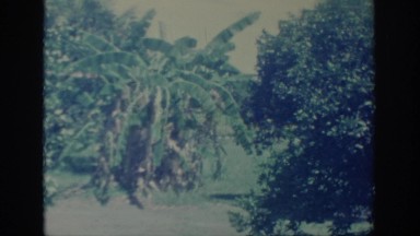 1967: a view of the trees from the top OKLAHOMA